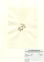 藏品(傘房龍鬚菜)的圖片